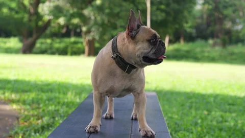 Dog in alertness standing on the park bench. 库存影片 247908593