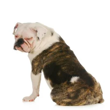 Dog allergies Stock Photos