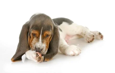 Dog allergies Stock Photos