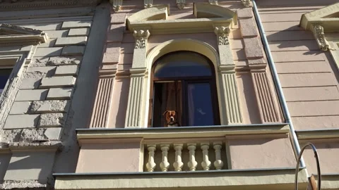 Dog alone at apartment window Stock Footage 334044292