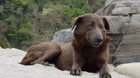 Dog alone Stock-Footage 106709954