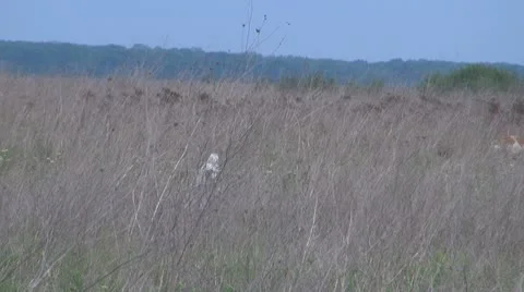 Dog alone in the prairie Stock-Footage 10561534