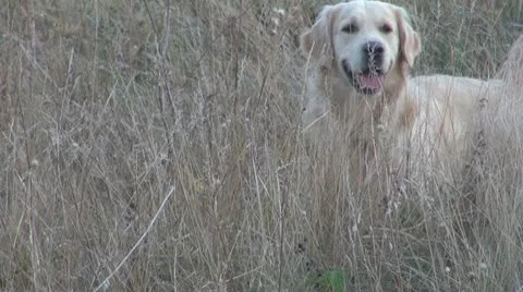 Dog alone in the prairie 스톡 동영상 10562297