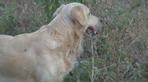 Dog alone in the prairie Vidéo 10562322