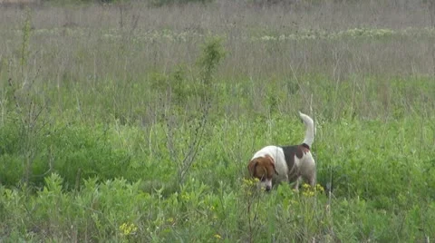 Dog alone in the prairie Stock Footage 10562324