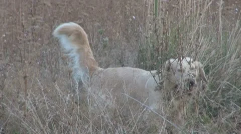 Dog alone in the prairie Stock Footage 10562357
