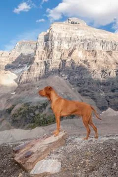 Dog in the alpine area Stock Photos