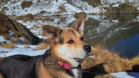 Dog in Alpine Landscape. Stock Footage 320883939