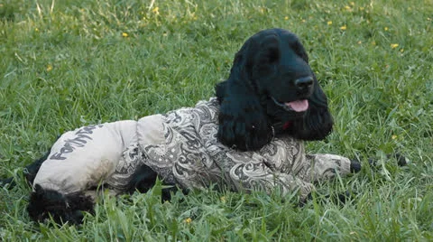Dog American Cocker Spaniel Stock Footage 24587000