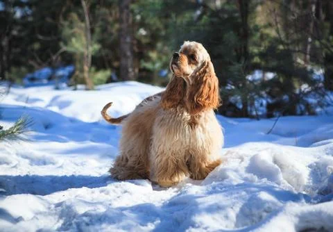 Dog American Cocker Spaniel for a walk in the snow Stock Photos