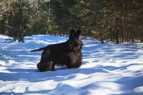Dog American Cocker Spaniel for a walk in the snow Stock Photos