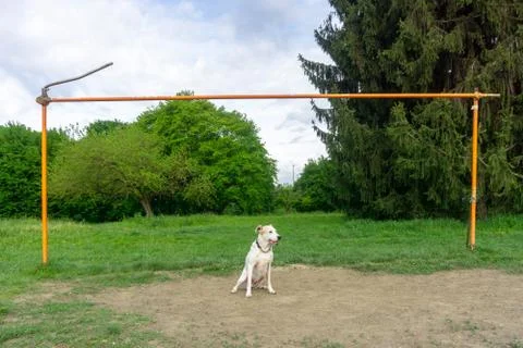 Dog as amusing goalkeeper Stock Photos