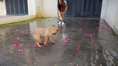 Dog as amusing small trouble when woman try to wash flowers from driveway Stock Footage 310716150
