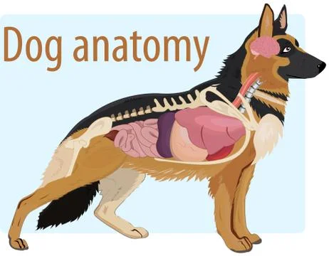 Dog Anatomy Stock Illustration