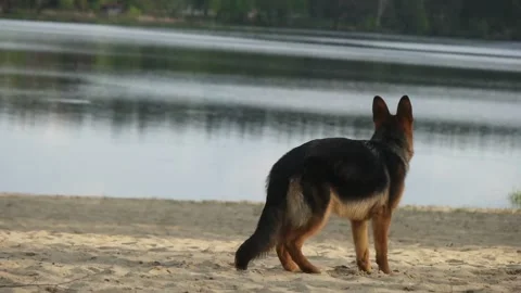 Dog and beach, slow motion Stock-Footage 89026989