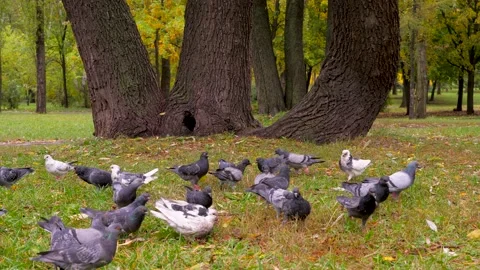Dog and birds. Pet white and brown color playing with birds outdoor in nature Stock Footage 131339853