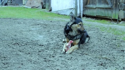 Dog and bone Stockbeeldmateriaal 84217668