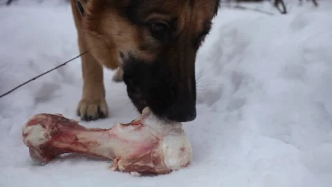 Dog and bone. A shepherd dog chews a bone in the snow in winter. Stock Footage 229520181