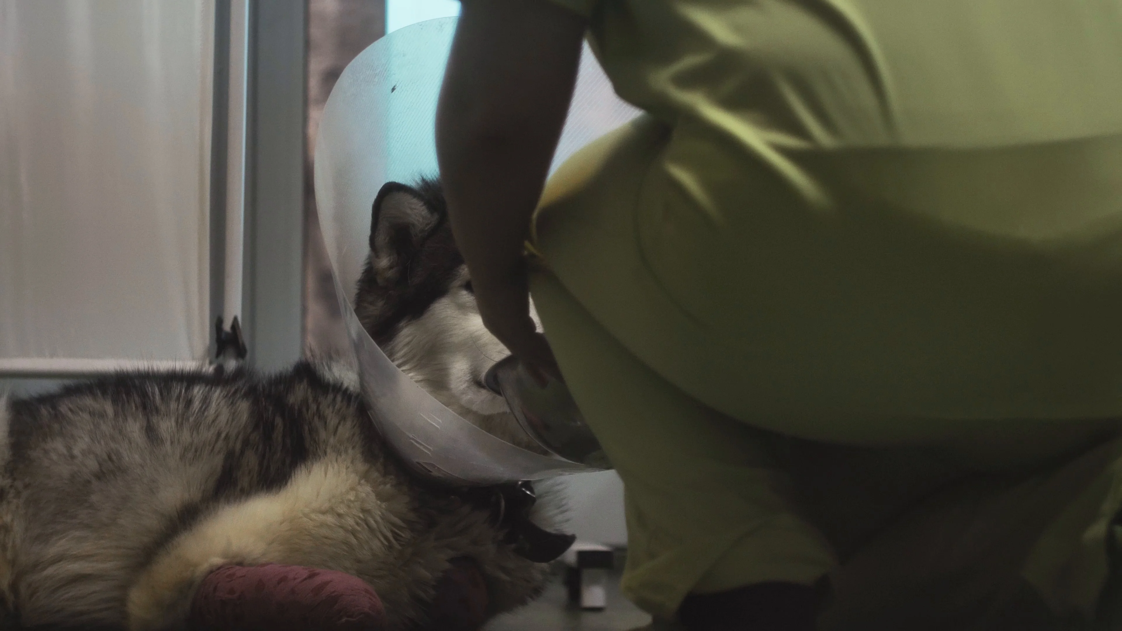 cat recovery cage