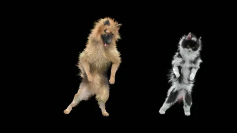 Dog and Cat Dance,With Alpha matte. Stock Footage