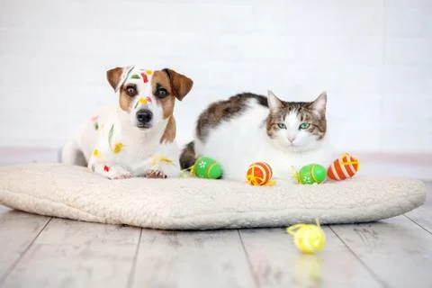 Dog and cat with easter eggs Stock Photos