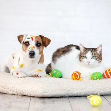 Dog and cat with easter eggs Stock Photos