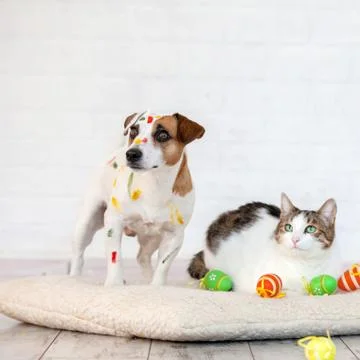 Dog and cat with easter eggs Stock Photos