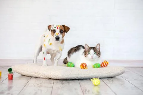 Dog and cat with easter eggs Stock Photos