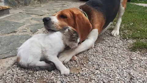 Dog and cat Stock Footage 148887042