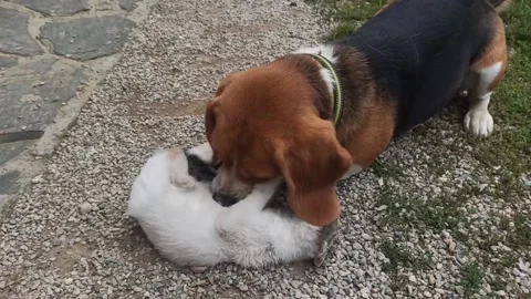 Dog and cat Stock Footage 149989478