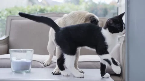 DOG AND CAT Stock Footage 159485376