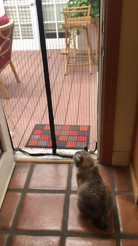 Dog and Cat Go Through Mesh Screen in Different Ways, West Hollywood, California Stock Footage 219030976