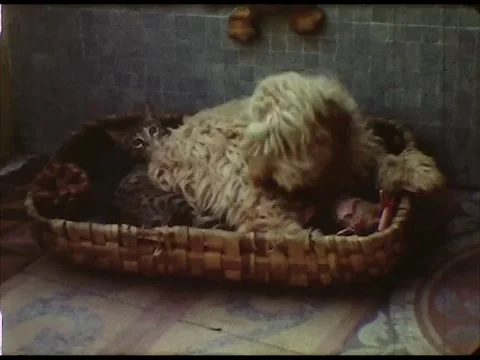 A dog and a cat having fun together Stock Footage 220603644