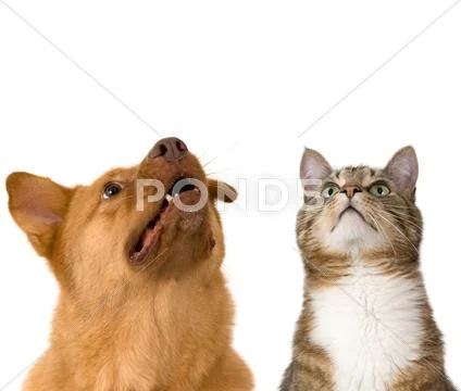 Dog and cat looking up Stock Photos