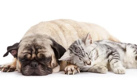 Dog and cat Stock Photos