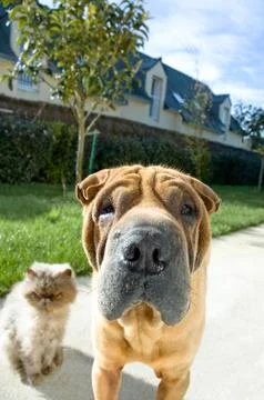 Dog and Cat Stock Photos