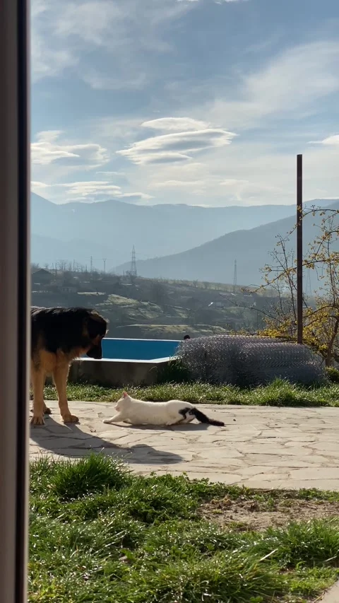 Dog and cat play actively outdoors on sunny day. Observing pet play. Funny pets. Stock Footage 332876899