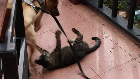 Dog and cat play Video stock 219834646