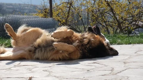 Dog and cat play in sunlight outdoors gently scratching and biting each other. D Stock Footage 332875096