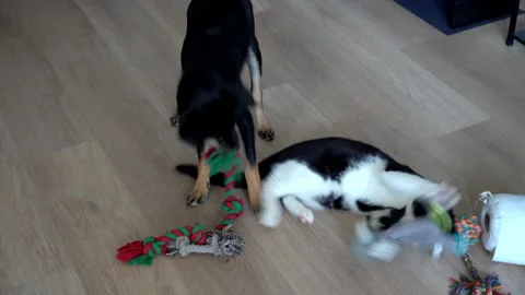 Dog and cat playing together at home Stock Footage 319935320