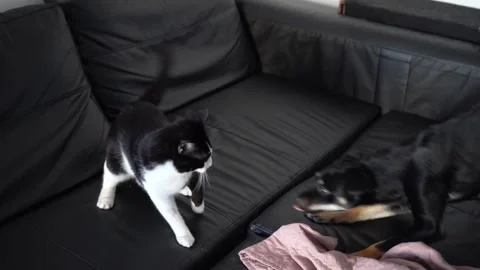 Dog and cat playing together at home Stock-Footage 321815363