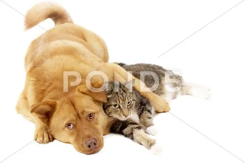 Dog and cat relaxing Stock Photos