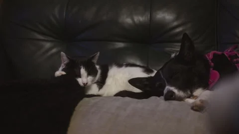 Dog and cat sleeping together on sofa at home Stock Footage 329068431