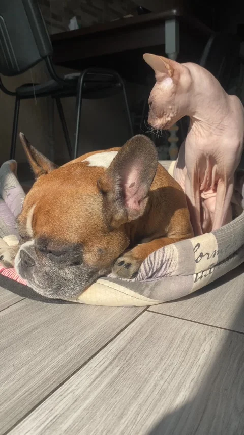 Dog and cat sunbathing together in warm sunlight, 4K vertical video Stock Footage 302826196