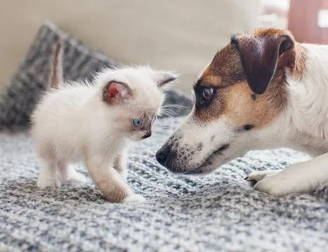 Dog and cat together 写真素材