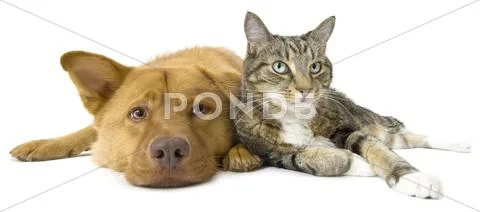 Dog and cat together wide angle Stock Photos