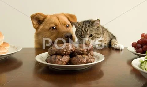 Dog and cat trouble makers Stock Photos