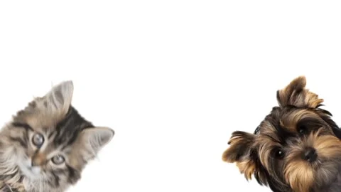 Dog and cat on white background Stock Footage 241337535