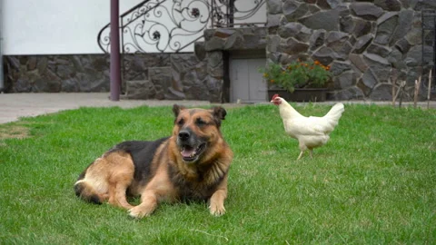 Dog and chicken on the grass Stock Footage 117777802