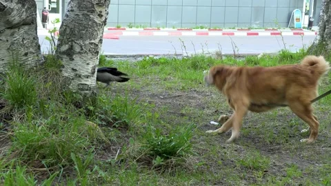Dog and crow. Stock Footage 197450799